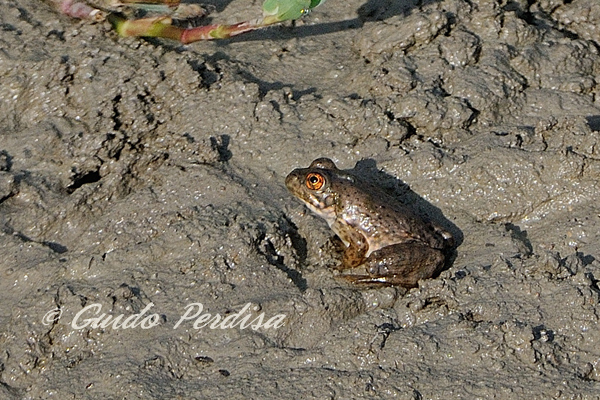 giovane rana toro - Lithobates catesbeianus (prov. Bologna)